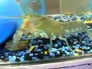 Pet Yabbie Pet Yabbie