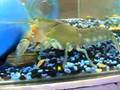 Pet Yabbie
