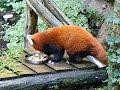 Philadelphia Zoo Red Pandas