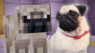 Pugs Play Minecraft Minecraftvideos Tv