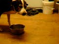 hoomalu kiwi