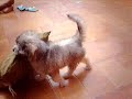 eitaa cachorra doidaa xD