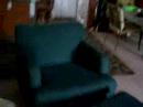 dogs playing-pooch and evette