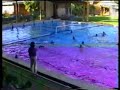 Pallanuoto.Goal di Dellaccio.Finale Nazionale Juniores '93..