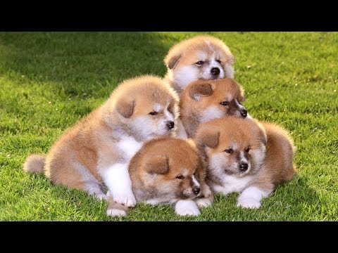 how to take care of akita puppies