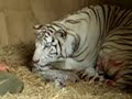royal white bengal tiger birth lion man in zealand