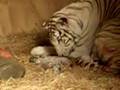 Royal White Bengal Tiger birth and Lion man in New Zealand 2