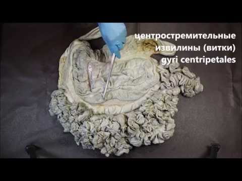 Кишечник крупного рогатого скота