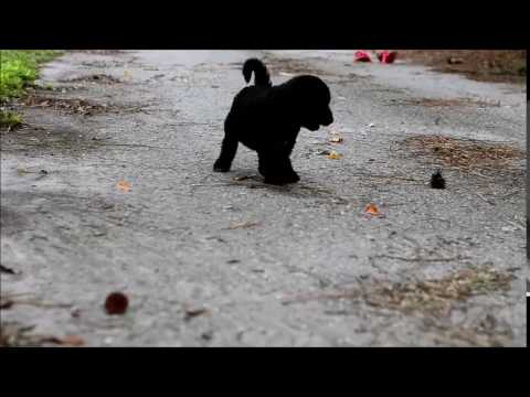 Black Magic F1b Labradoodle