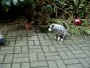 Elf And Pixie Playing Football/Soccer