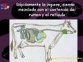 videos de Biología Bíblica 6 - El Vaconejo