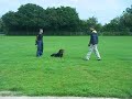 security dog