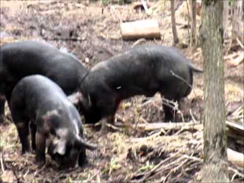 boar