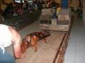 Red Nose Pits WeightPulling 3600lbs by www.RedPits.us