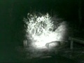 BIGFOOT SURVEILANCE FOOTAGE 30MARCH2011.wmv