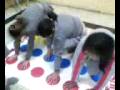 videos de twister en el kole¡¡