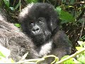Berggorilla's Oeganda, Rwanda en Congo