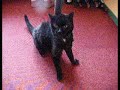 Cat likes to be hoovered