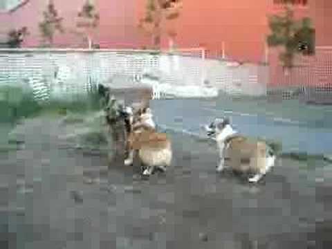 Goro@Welsh corgi 20061007 Welsh Terrier