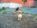 Goro@Welsh corgi 20061007 Welsh Terrier