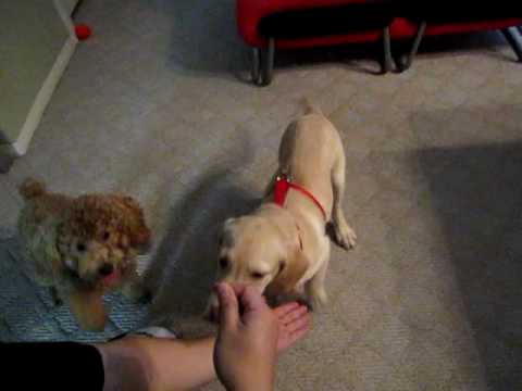 Basic tricks with lab puppy Benjy and brown poodle BB