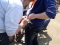 finkley down farm park!