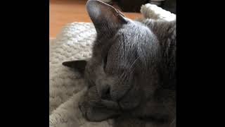 Russian blue cat Rodion -What are you dreaming about