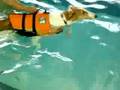 Borzoi video