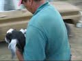 Gordon moving goats Gordon moving goats