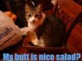 LOLCATZ