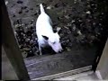 The Retarded Spuds Dog
