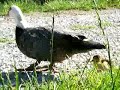 Adorable Muscovy Ducklings Adorable Muscovy Ducklings