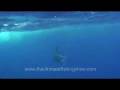 videos de Spear Satellite Tagging