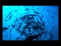 English Shark Initiative Fiji