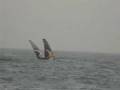 30-11-2008 test vele point seven 2009 a cagliari