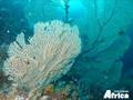 Scuba diving in Northern Mozambique at Medjumbe ...