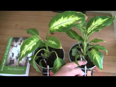 how to plant a dumb cane