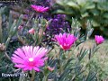 Flowers Set