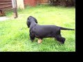 Billy chasing jack! cocker vs jack russelxterrier