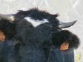 els bolets de la cerdanya
