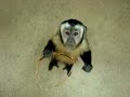 Pet Primates Cause Problems!