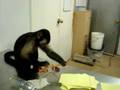 Pet Primates Cause Problems!