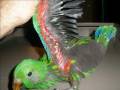 Eclectus Parrotתוכים גוזל אקליקטוס יובלילך
