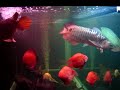 8ft Arowanas Community Tank