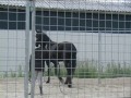 Friesian Gelding - Join Up & Follow Up by Mai Britt Carter