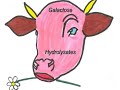 Gluten-Free, Dairy-Free (GFCF) Info from Alternative Cook