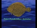 Fishing for Fluke with Captain Al Lorenzetti