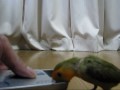 LoveBird ??????????????????????? LoveBird ???????????????????????