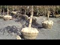 Blooming tree sales by Chris Orser Landscaping