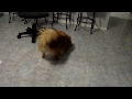 Funny Dog and Kitten with toy car